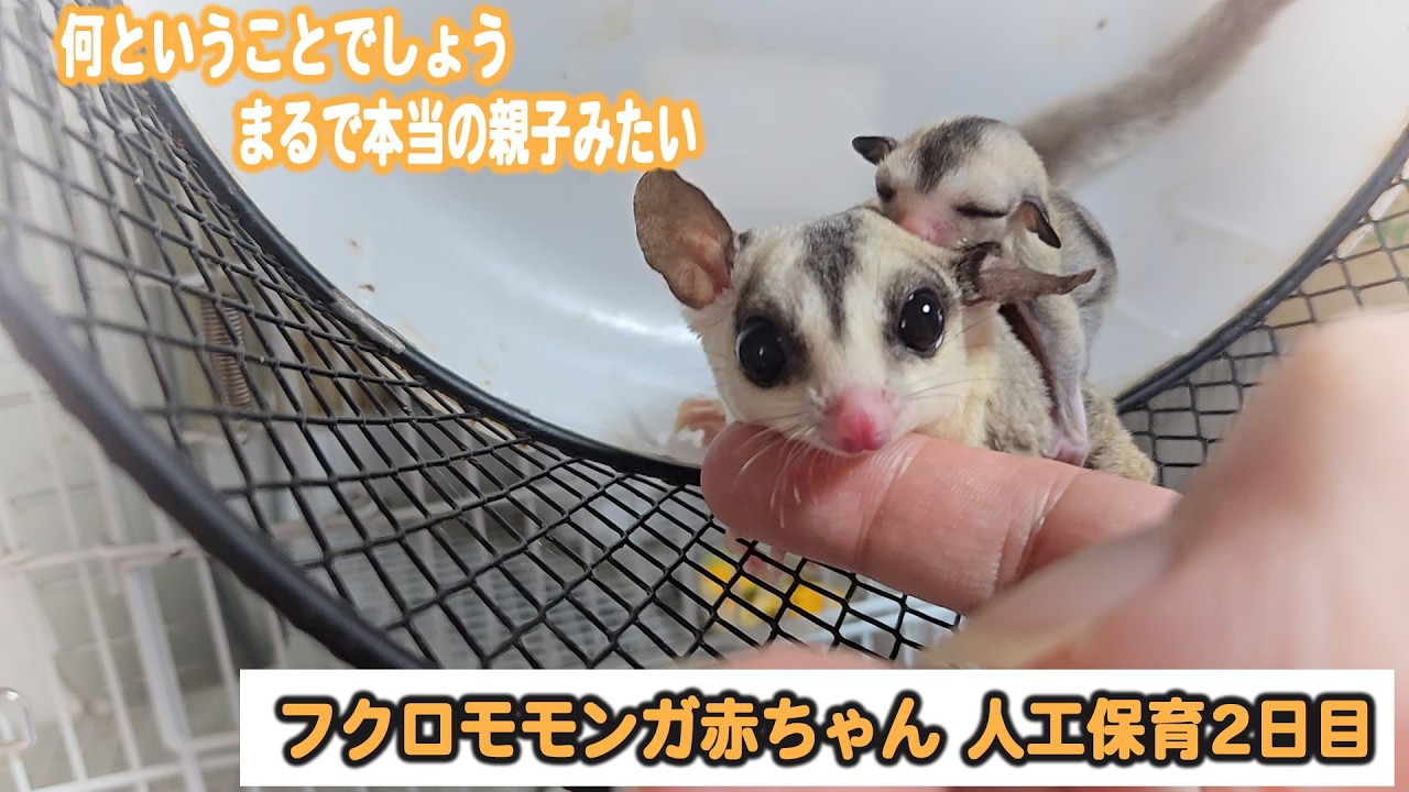 育児放棄されたよその家の赤ちゃんをうちの子に預けてみたら感動の結果がモモンガの赤ちゃんを引き取り飼育2日目