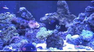 150Gallon 2010_08_27_19_31_57.avi