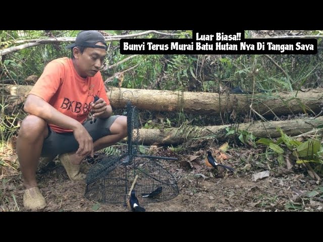 MASUK KANDANG JERAT JUGA || GACOR DI TANGAN SAYA MURAI BATU HUTAN NYA class=