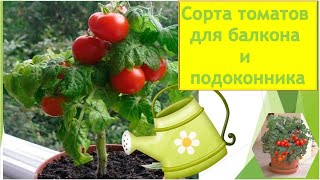 Семена томатов для балкона и подоконника. Комнатные томаты - новые сорта