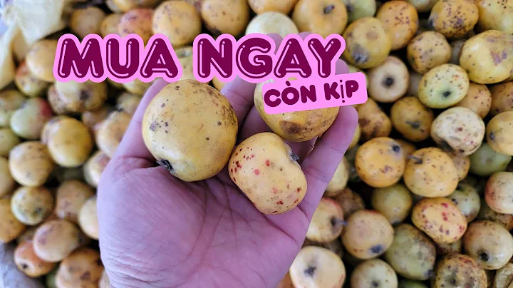 Thời Điểm Chọn Ngâm Táo Mèo Tươi Ngon Nhất - 10/2025