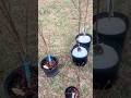 More Fruit Trees Blueberry and Plums #offgrid #garden #fruit
