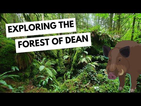 Wild Boar and Pine Martens in the Forest of Dean - Nature Diaries