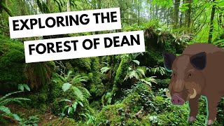 Wild Boar and Pine Martens in the Forest of Dean - Nature Diaries by Conservation Chat UK 407 views 8 months ago 20 minutes