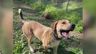 Meet Breki! This handsome guy has a knack for stealing hearts