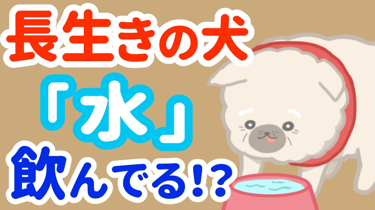 長生きする犬‥秘訣は水?長寿犬の飼い主がやっている共通点8選