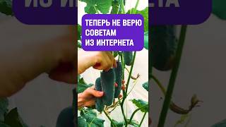 Вырастить Огурцы Без Рассады В Теплице #огурцывтеплице #огурцы #огородкруглыйгод #огород