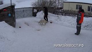 Собака тянет . Работа поводком. Занятие 1 Собака тянет . Работа поводком. Занятие 1