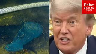 'They Better Be Careful': Trump Warns People Who Allegedly Cut Reflecting Pool Could Get 10 Years