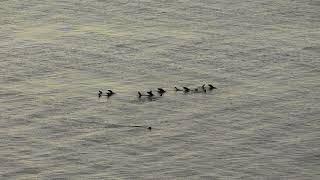 The Morning Alarm at Seal Bay screenshot 5