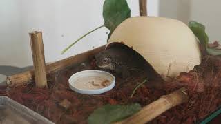 Rescued Common Toad Eating Worms