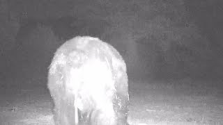 Does a bear poop in the woods?
