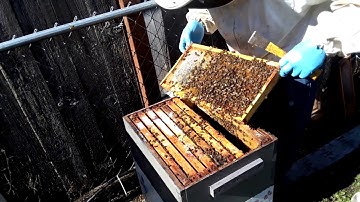First Bee Hive Inspection of Spring -- & a mystery!