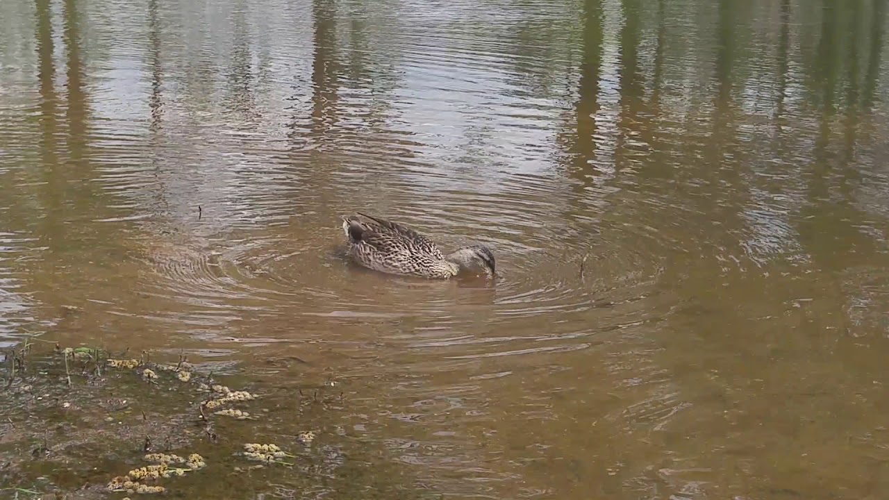 Its a beautiful day outside. The birds are singing. Flowers are