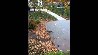 Squirrel drops his walnut