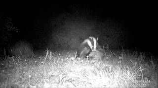 cute, cuddly badger cub having a scratch