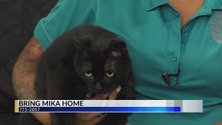 Pet of the Day, Mika, KLBK News at Noon
