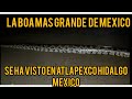 la serpiente boa más grande de México se ha visto en tlapexco hidalgo 😱 serpiente boa #naturaleza