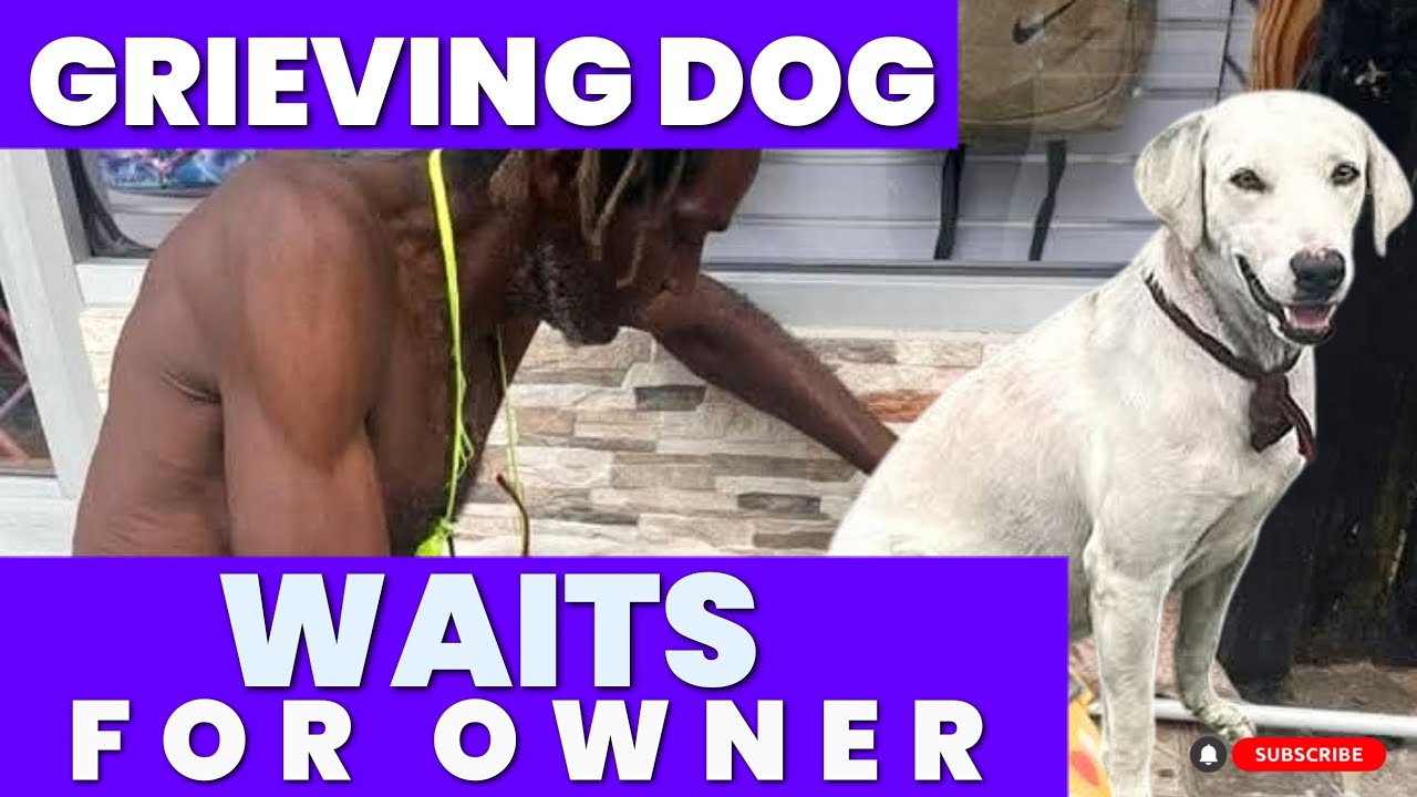 Grieving Dog Waits for Owner Killed in Tragic Accident 