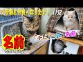 【protect the cat】野良の「チビ二匹」に、そろそろ名前を付けます😁　通いネコ 「しまちゃん」#152