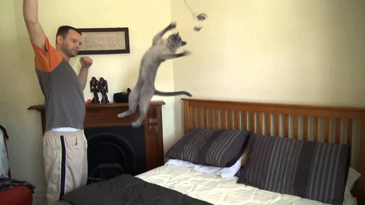 Super Cat See how high a Burmese cat can jump YouTube