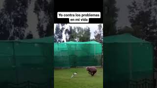 memes random 249