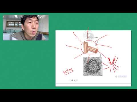 [생명과학2]2-8. 세포벽, 세포골격, 중심체, 섬모와 편모