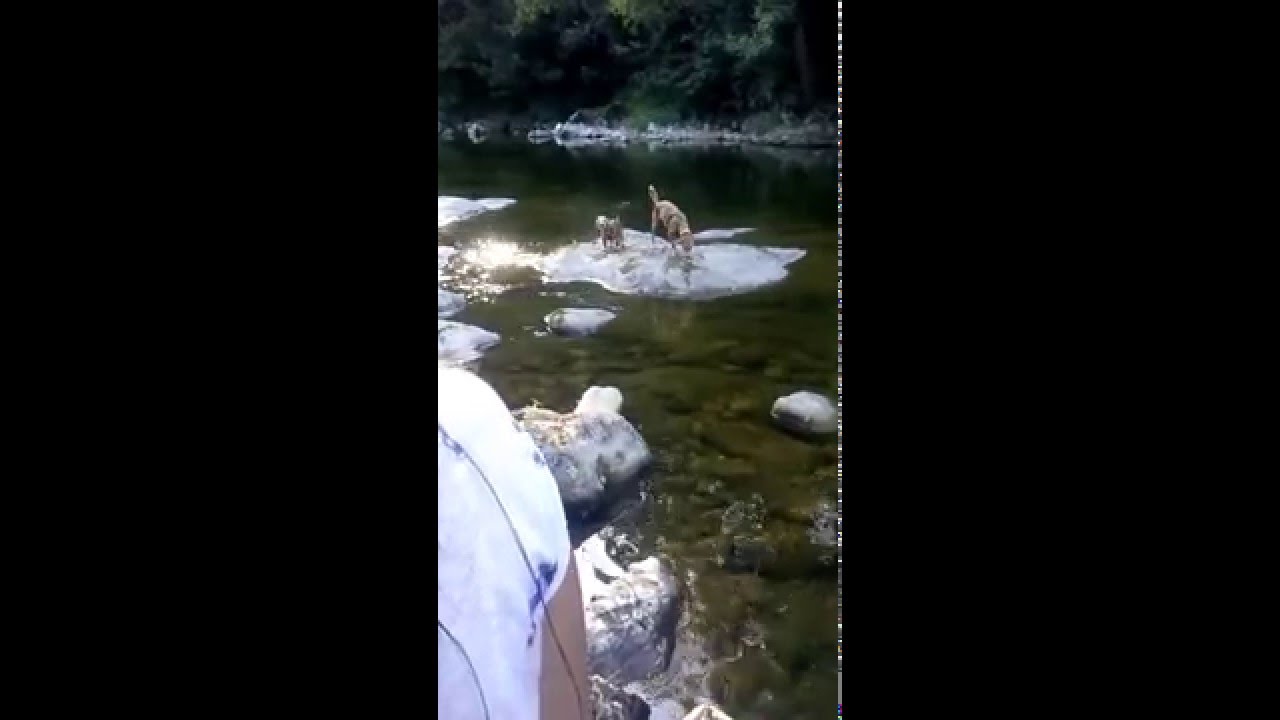 Bela y Nano su primera experiencia en el rio. Puente de Arco. Verano 2015. Asturias.
