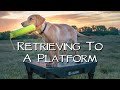 Labrador Retriever Retrieving To A Platform - Teach Your Puppy To Retrieve