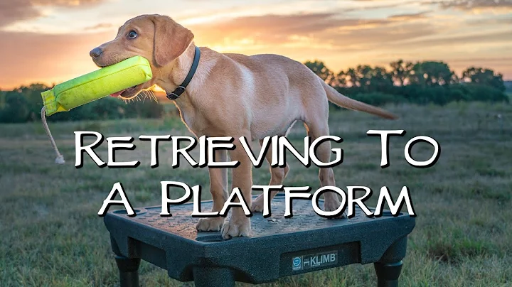 Labrador Retriever Retrieving To A Platform - Teach Your Puppy To Retrieve