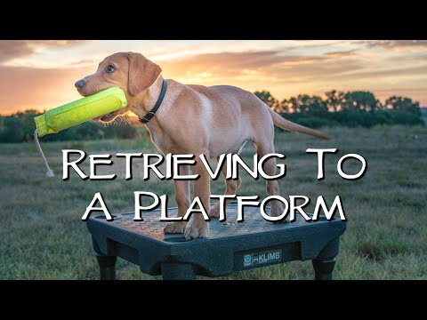 retrieving-to-a-platform---teach-your-puppy-to-retrieve