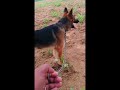 German Shepherd dog Kisko pasand hai and like comments💬 #reels #shots #shortvideo #trending #viral