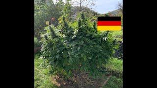 Cannabis Outdoor Grow in Deutschland mit Sonnenerde Terra Preta Living Soil Schwarzerde Teil 1