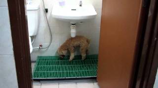 Toilet training for small dogs