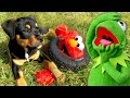 Puppy ATTACKS Kermit the Frog and Elmo AGAIN!