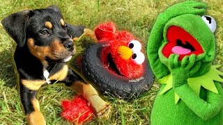 Puppy ATTACKS Kermit the Frog and Elmo AGAIN!