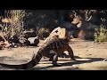 Massive Komodo Dragon Eats Snake
