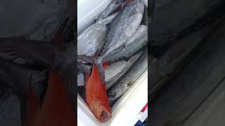 #fishing #mancing #mancingmania #ikan #fish #foryou #fyp #shorts #strike #viralvideo #sunset