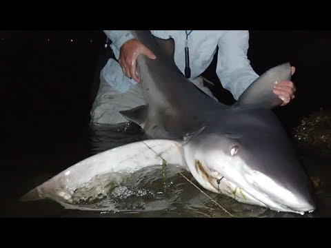 ICYMI: Large Shark Caught Off Long Island Coast