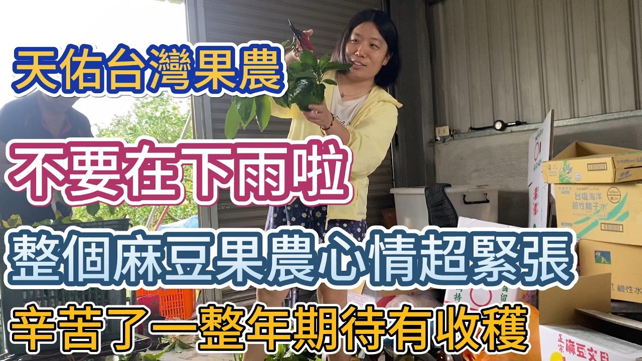 【麻豆文旦】天佑台灣果農，不要在下雨啦 | 整個麻豆果農心情超緊張，辛苦了一整年期待有收穫#陸配#大陸姑娘#台灣定居 縮圖