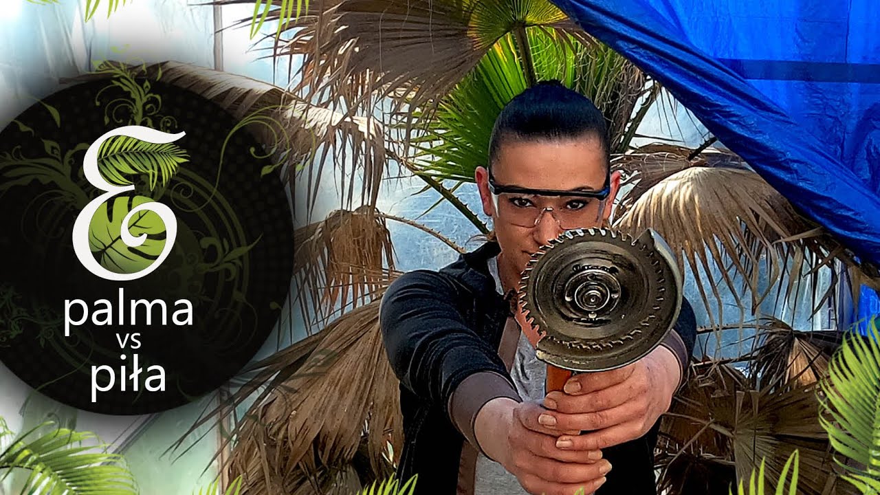 Palma vs piła !!!! Cięcie uschniętych liści waszyngtonii. Czy palma przeżyła zimę? 🌴🌴🌴🌴🌴🌴🌴