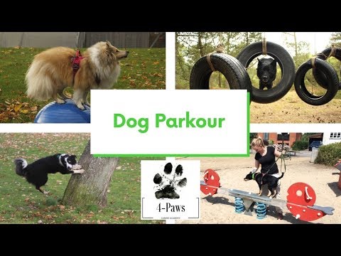 Vídeo: Com Convertir Qualsevol Cosa En Un Curs D’agilitat Parkour Dog