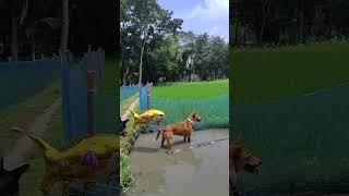 vairal dog fun #cutedog #viral #comedy #funny #dog #usa #shorts
