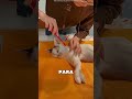 El Gatito Reencarnó En Su Hijo 🤯❤️