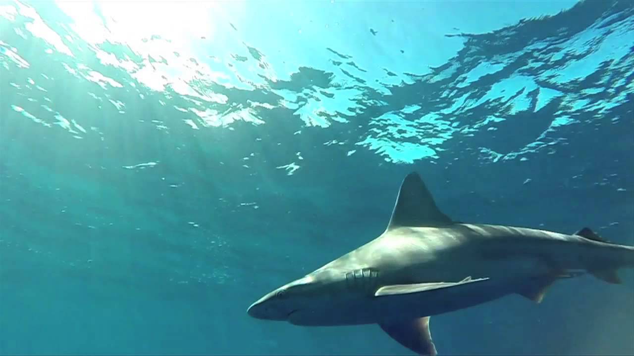 Hawaii Shark Diving North Shore of Oahu. YouTube