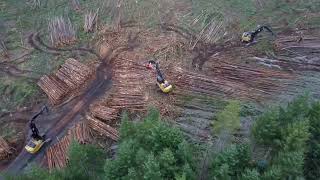 ALLEN BROTHERS FOREST, LOGGING OPERATION.