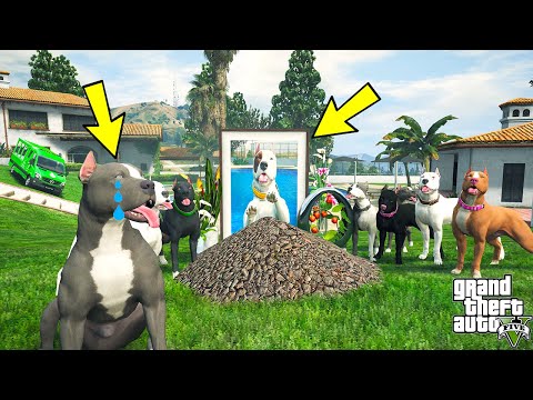 BABA PİTBULL YAVRUSU KORSAN'I TOPRAĞA VERDİ! - GTA 5