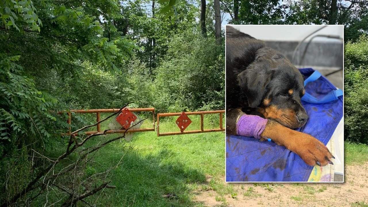 Investigators say owner admits to shooting dog found in Jackson County