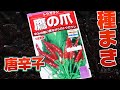 【家庭菜園】鷹の爪の種まき【唐辛子】