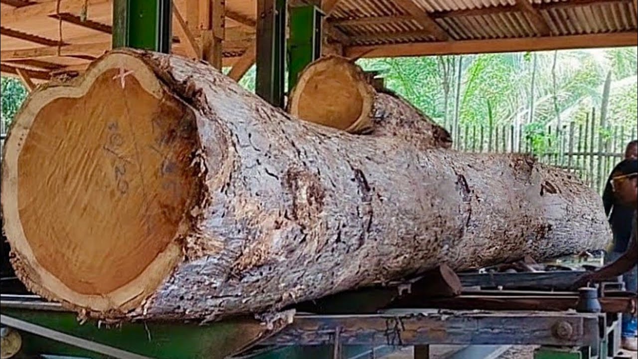 Одна из самых дорогих и крупных тиковых досок на лесопилке.